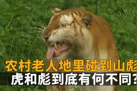 农村老人宁愿遇到老虎，也不愿遇到山彪，老虎碰到也会被吃掉视频封面