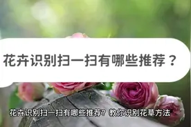 花卉识别扫一扫有哪些推荐？教你识别花草方法视频封面