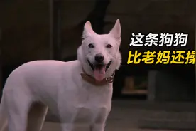 这条狗狗比老妈还操心，不仅会照顾小主人起居，还能教她做算术！视频封面