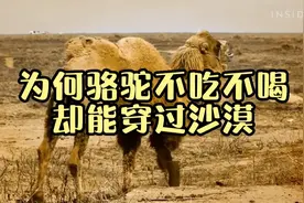 为何骆驼不吃不喝却能穿过沙漠，驼峰里到底藏着啥？视频封面