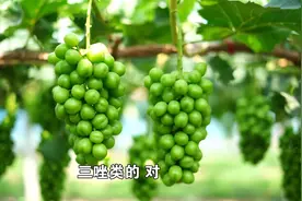 葡萄这两个病害，今年得特别注意！视频封面