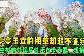 亭亭玉立的瓶草却超不正经，捕虫树的外援居然还自带武器，超搞笑视频封面