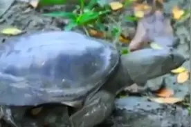 比熊猫还稀有的动物，全世界仅剩一只雌性，繁衍比登天还难视频封面