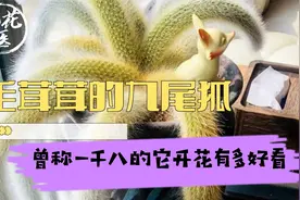 毛茸茸的九尾狐，曾称一千八的它开花有多好看？九尾狐养护教学！视频封面