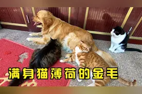 把金毛满身撒上猫薄荷，让它体验一把被猫咪围绕的感觉视频封面