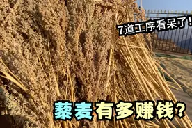 农村种植新风口要来了？亩产300斤的藜麦有多吃香？阿琴嫂带你看视频封面
