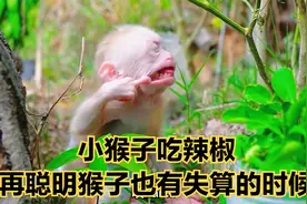 小猴子吃辣椒，再聪明的猴子也有失算的时候！#搞笑配音视频封面