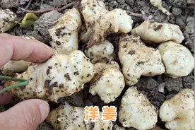 洋姜的功效厉害了，解决了很多男女健康的大问题，值得你了解收藏视频封面