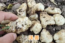 洋姜的功效厉害了，解决了很多男女健康的大问题，值得你了解收藏视频封面