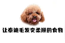 这5种食物，可以让泰迪毛发变漂亮！视频封面