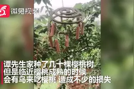 高手在民间！鸟偷吃成熟樱桃，大爷用这招成功驱鸟视频封面