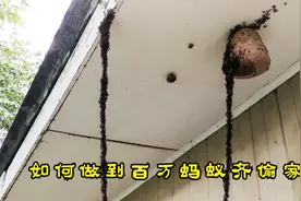 为何行军蚁能偷到蜂巢里的蜂蜜，看完视频你就会了解他们的秘密视频封面