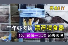 DIY一个丰年虾卤幼喂食器，成本一个1元，做起来并不难视频封面