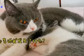 猫姐姐一觉醒来，发现身边突然多了一只小奶猫，它的反应真暖心视频封面