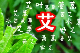 老难题不要争了：艾蒿和艾草没有区别，艾蒿和普通蒿草才有所不同视频封面