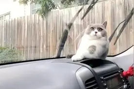 猫咪坐汽车，害怕雨刷刮到自己的耳朵，接下来的举动太搞笑了视频封面