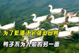 动物界最暴力的两性关系，进化出螺旋状生殖器，鸭子该如何繁衍？视频封面
