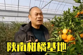 汉中冬天有长在树上的柑橘吗？陕南柑橘实验基地，中国柑橘最北缘视频封面