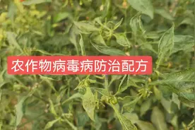 辣椒番茄病毒病防治方案，5类药剂科学搭配，效果更好！视频封面