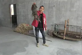 这条小土猎不管是提耳朵还是尾巴都不叫，真是难得的好狗视频封面