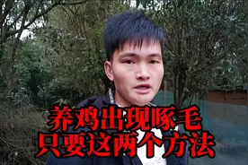 养殖场鸡群啄毛脱毛是由这5个原因引起的，只要这两个方法就解决视频封面