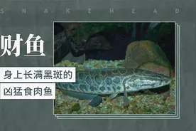 财鱼——身上长满黑斑的凶猛食肉鱼视频封面