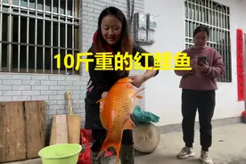 江西农村太热闹了，鱼塘抓鱼惹来全村人关注，一条鲤鱼10斤重视频封面