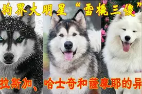 “雪橇三傻”阿拉斯加、哈士奇和萨摩耶的异同视频封面
