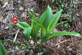 上山遇到这种草要小心！别误食，它叫“藜芦”有毒性，农村很常见视频封面