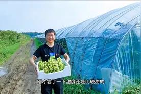 阳光玫瑰预售2000多斤下雨导致不能发货，延迟发货要赔偿20000多视频封面