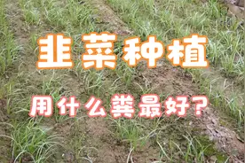 给韭菜追肥人尿粪好还是草木灰好？65岁老农这样说，许多人弄错了视频封面