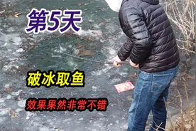 收获5条像白条的小鱼，但是鱼鳍很硬并非白条，继续破冰取鱼第5天视频封面