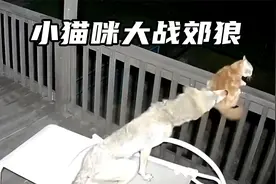 小猫咪大战郊狼，可双方体型相差太大，小猫还能活下来吗视频封面