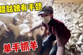 新疆牧民丫头是干活好手,300多头羊做记号，单手抓羊比男孩还凶！视频封面