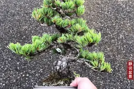 育苗基地里精美有型的松树盆景欣赏，品种繁多你能认出几种来呢？视频封面