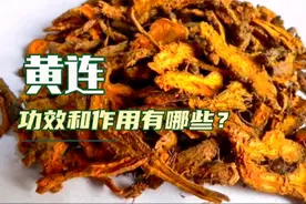 黄连的经典药用价值有哪些？黄连能治什么病？看中医理论详细解释视频封面