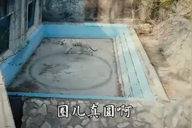 北京动物园一老虎魔性转圈似生病 园方：系刻板行为，已进行治疗视频封面