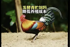 学会发酵菜叶喂鸡，一年能你节省几十万，详细过程讲解视频封面