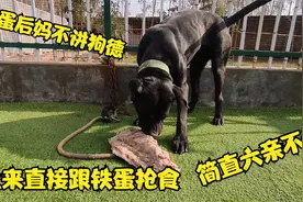 禁养犬铁蛋后妈joy不讲狗德，龇牙咧嘴跟铁蛋抢食，吃相真是猛！视频封面