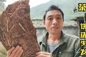 茶麸饼也可以用来洗头发，大叔教你正确的使用方法，一起来看看视频封面