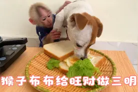 小猴子布布去收鸭蛋，给小狗旺财煎蛋做三明治视频封面