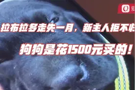 拉布拉多走失一月，新主人拒不归还：狗狗是花1500元买的！视频封面
