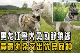 警犬勇闯野狼湖，竟意外杂交出优良品种，狼和狗真的能交配吗？视频封面