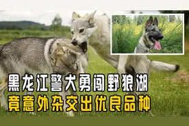 警犬勇闯野狼湖，竟意外杂交出优良品种，狼和狗真的能交配吗？视频封面