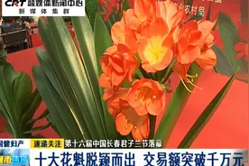 第十六届中国长春君子兰节落幕：十大花魁脱颖而出视频封面