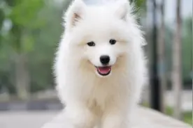 狗的酒量有多大？萨摩耶喝了十斤，天使的外表二哈的心视频封面