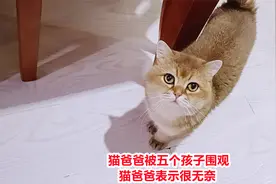 帅猫爸突然出现，五只猫宝立刻围上认亲，猫爸躲到暗处后悔生太多视频封面