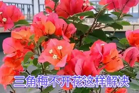 三角梅只长叶子不开花怎么办？赶紧自查一下，做好这几点花满枝头视频封面
