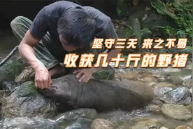 原始生活，寻找野猪踪迹，挖坑设陷阱，干最累的活收获最大的猎物视频封面