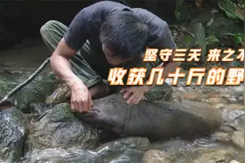 原始生活，寻找野猪踪迹，挖坑设陷阱，干最累的活收获最大的猎物视频封面
